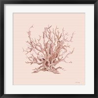 Framed Pink Coral I