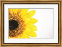 Framed Sunflower Close-up
