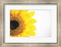Framed Sunflower Close-up