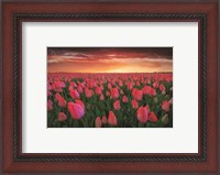 Framed Tulip Field Sunset