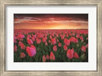 Framed Tulip Field Sunset