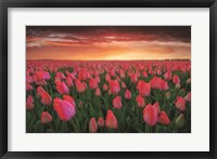 Framed Tulip Field Sunset