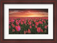 Framed Tulip Field Sunset