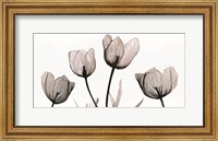 Framed Floral Simplicity