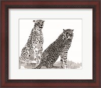 Framed Cheetahs