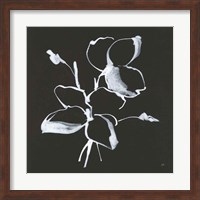 Framed Wildflowers IV