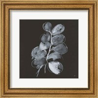 Framed White Eucalyptus II