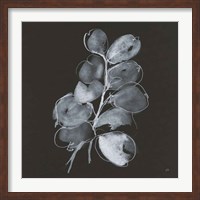 Framed White Eucalyptus II