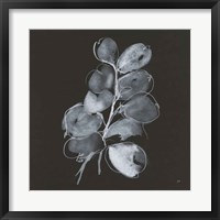 Framed White Eucalyptus II