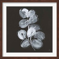 Framed White Eucalyptus I