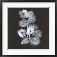 Framed White Eucalyptus I