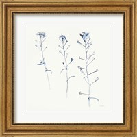 Framed Shepherds Purse Stems I Blue