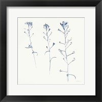 Framed Shepherds Purse Stems I Blue