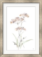 Framed Tall Queen Annes Lace IV