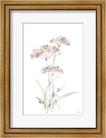 Framed Tall Queen Annes Lace IV