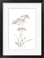 Tall Queen Annes Lace IV Framed Print
