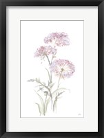 Framed Tall Queen Annes Lace III