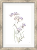 Framed Tall Queen Annes Lace II