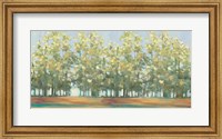 Framed Aspen Grove III