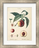 Framed Peaches II