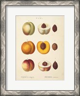 Framed Peaches I
