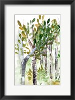 Framed Birch Forest I