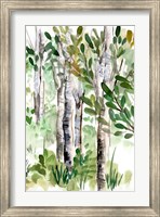 Framed Birch Forest II
