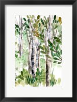 Framed Birch Forest II