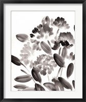 Framed Simple Black Peonies II