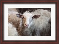 Framed Sheep's Flock