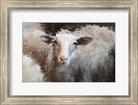 Framed Sheep's Flock