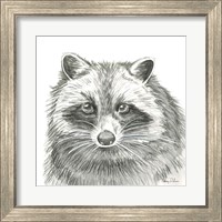 Framed 'Watercolor Pencil Forest VI-Raccoon' border=