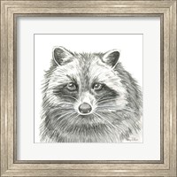 Framed 'Watercolor Pencil Forest VI-Raccoon' border=
