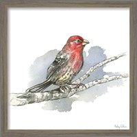 Framed 'Birds & Branches IV-House Finch' border=