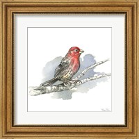 Framed Birds & Branches IV-House Finch