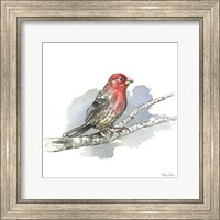 Framed Birds & Branches IV-House Finch