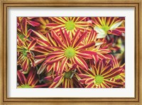 Framed Floral Pop VI