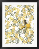 Framed Yellow Spring Finch