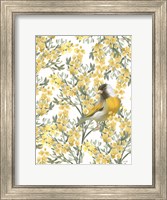 Framed Yellow Spring Finch