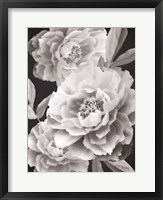 Framed Black and White Peonies