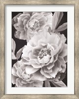 Framed Black and White Peonies