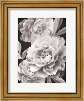 Framed Black and White Peonies