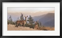 Framed Cascade Mountain Deer