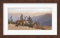 Framed Cascade Mountain Deer