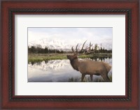 Framed Bull Elk in Tetons