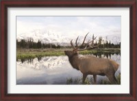 Framed Bull Elk in Tetons