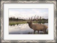 Framed Bull Elk in Tetons