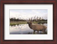 Framed Bull Elk in Tetons