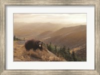 Framed Bear Country