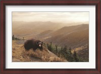 Framed Bear Country